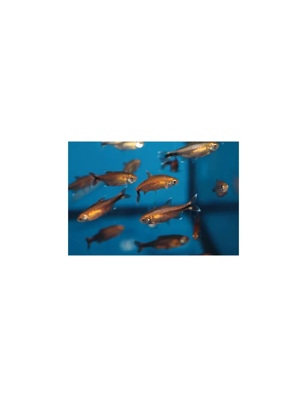 recifalpes7844