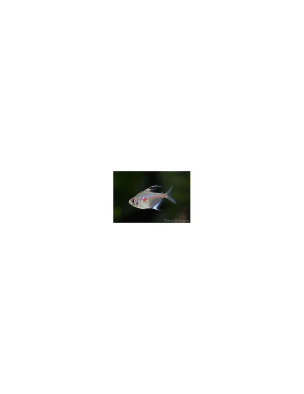 recifalpes7860