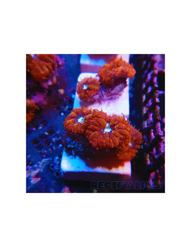 recifalpes8071