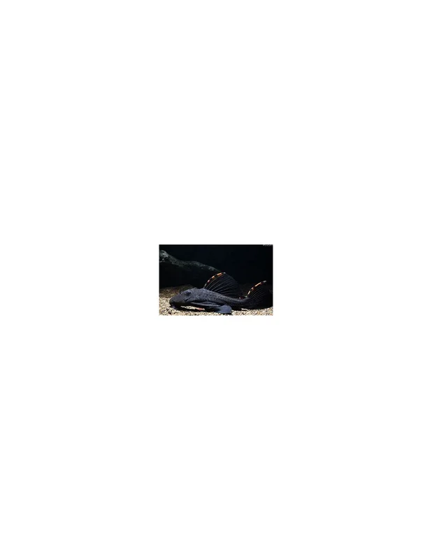 recifalpes8878