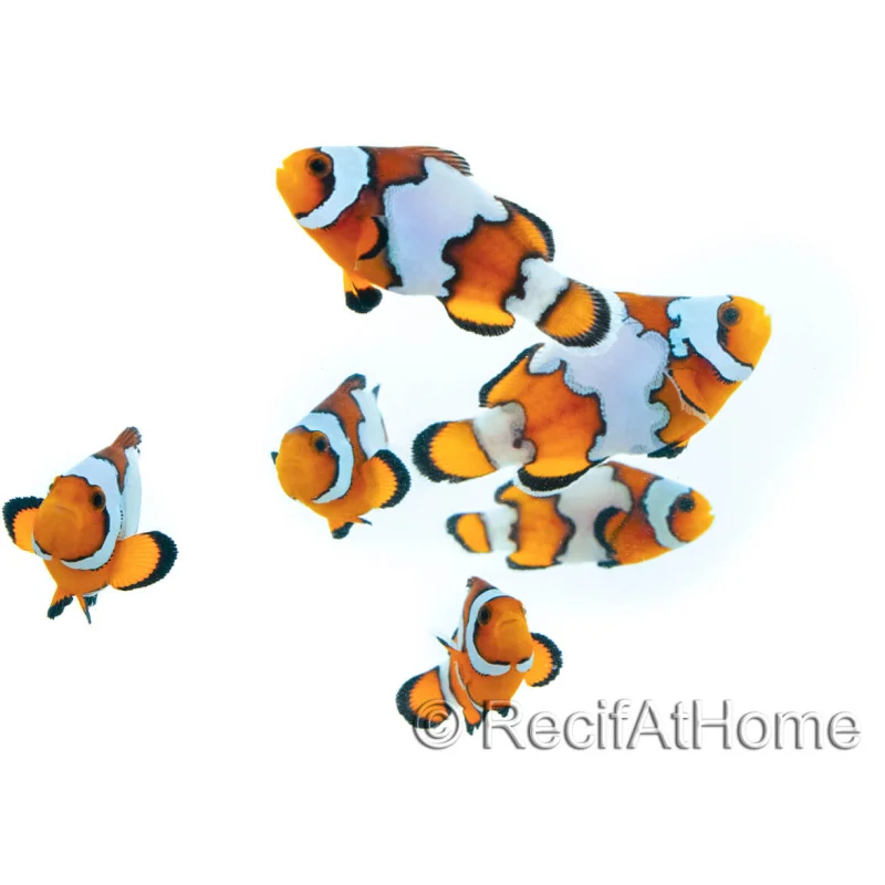 recifathome-16037