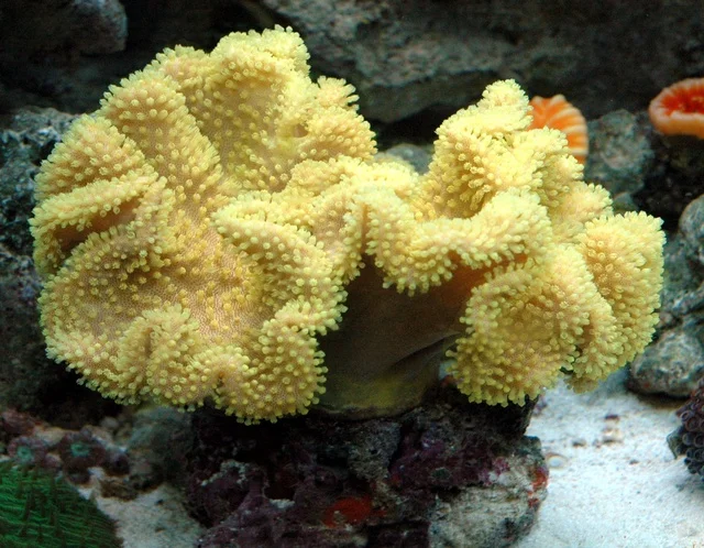 socav826991