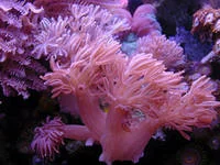 socav827161