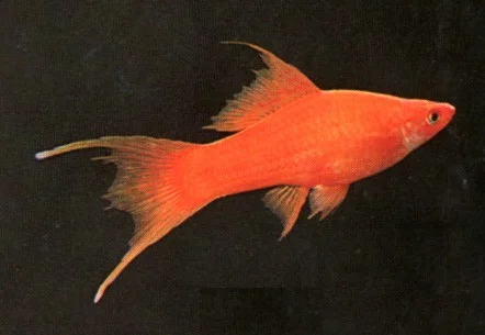 socav833720