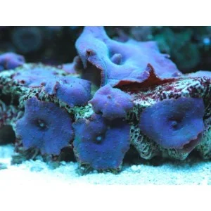 socav840856