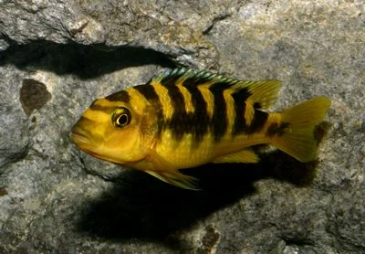 socav840991