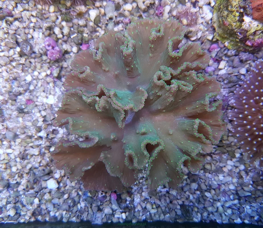 socav844239