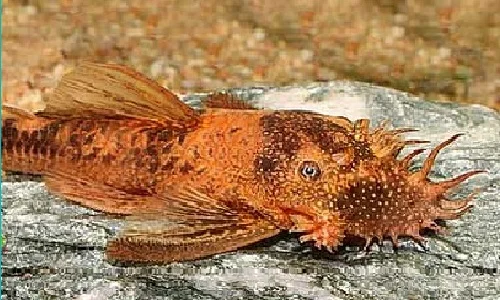 socav854289