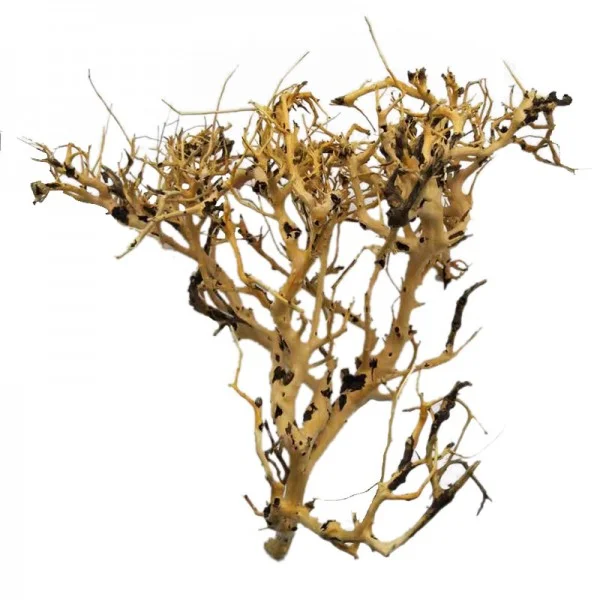 socav858445