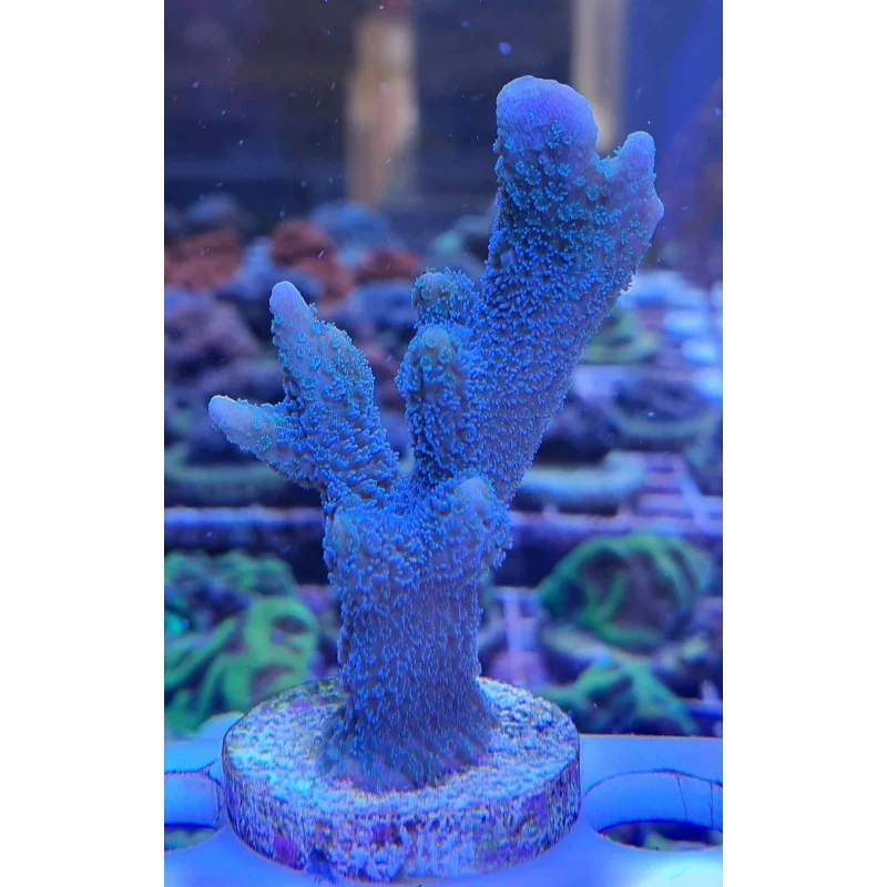 socav860235
