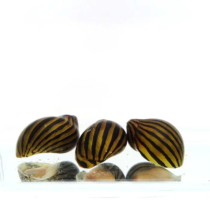 tienda829554