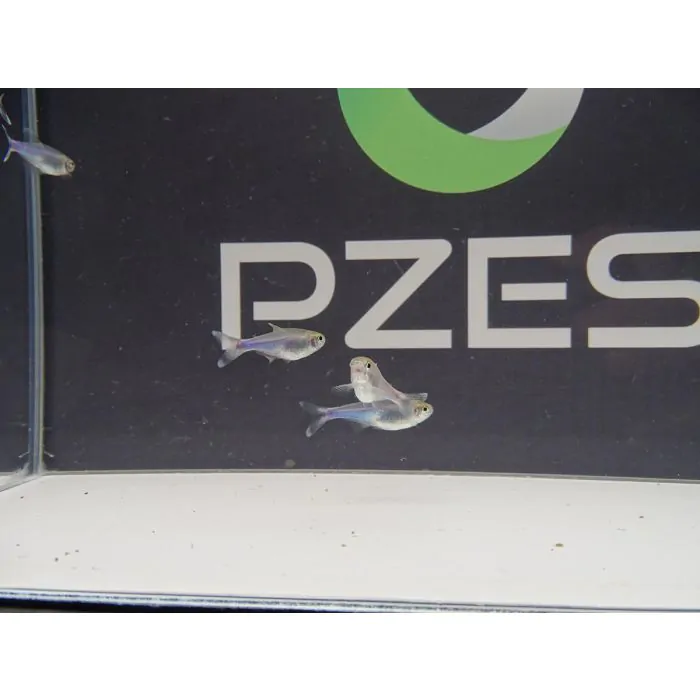 tienda841799