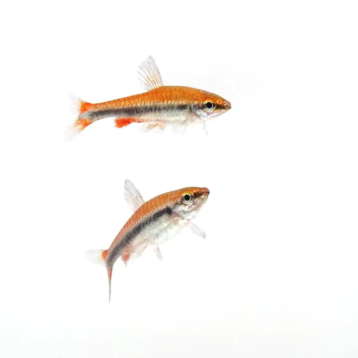 tienda848039