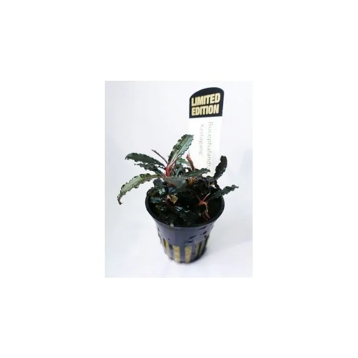 tienda853062