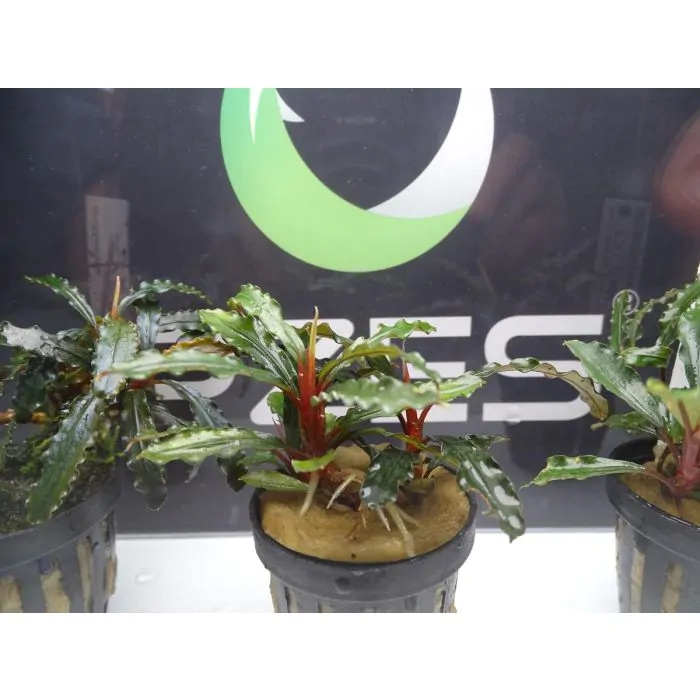 tienda856984