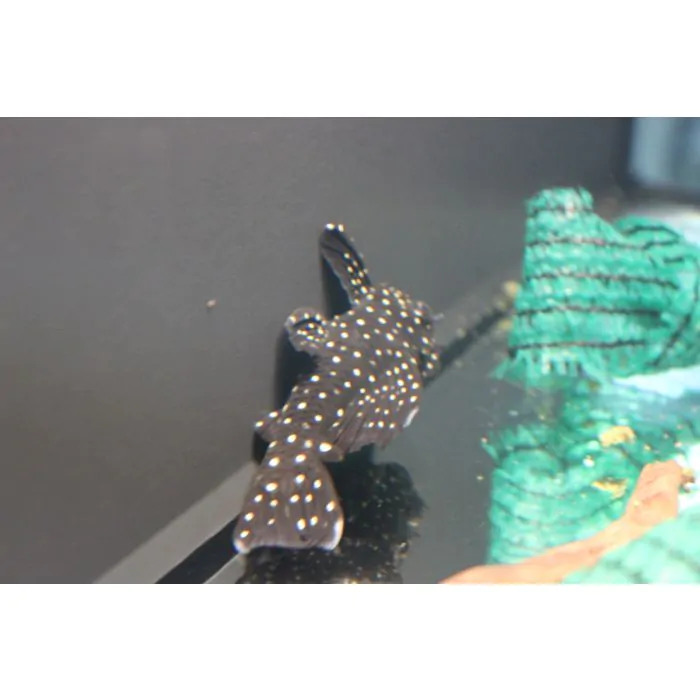 tienda858225
