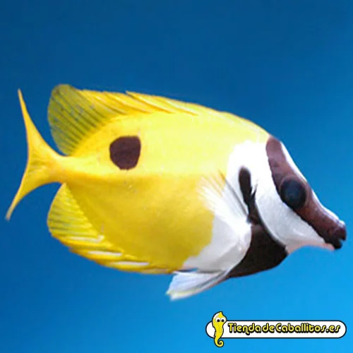 tiendadecaballitos190567