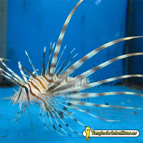 tiendadecaballitos190586