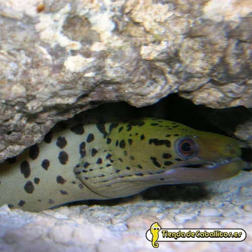 tiendadecaballitos190668