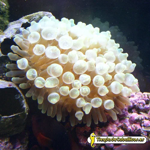 tiendadecaballitos190687
