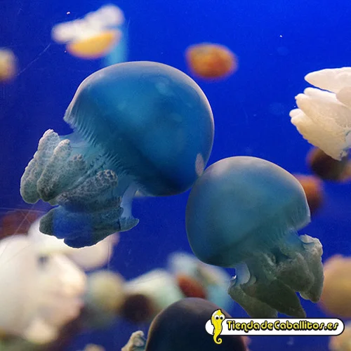 tiendadecaballitos191036